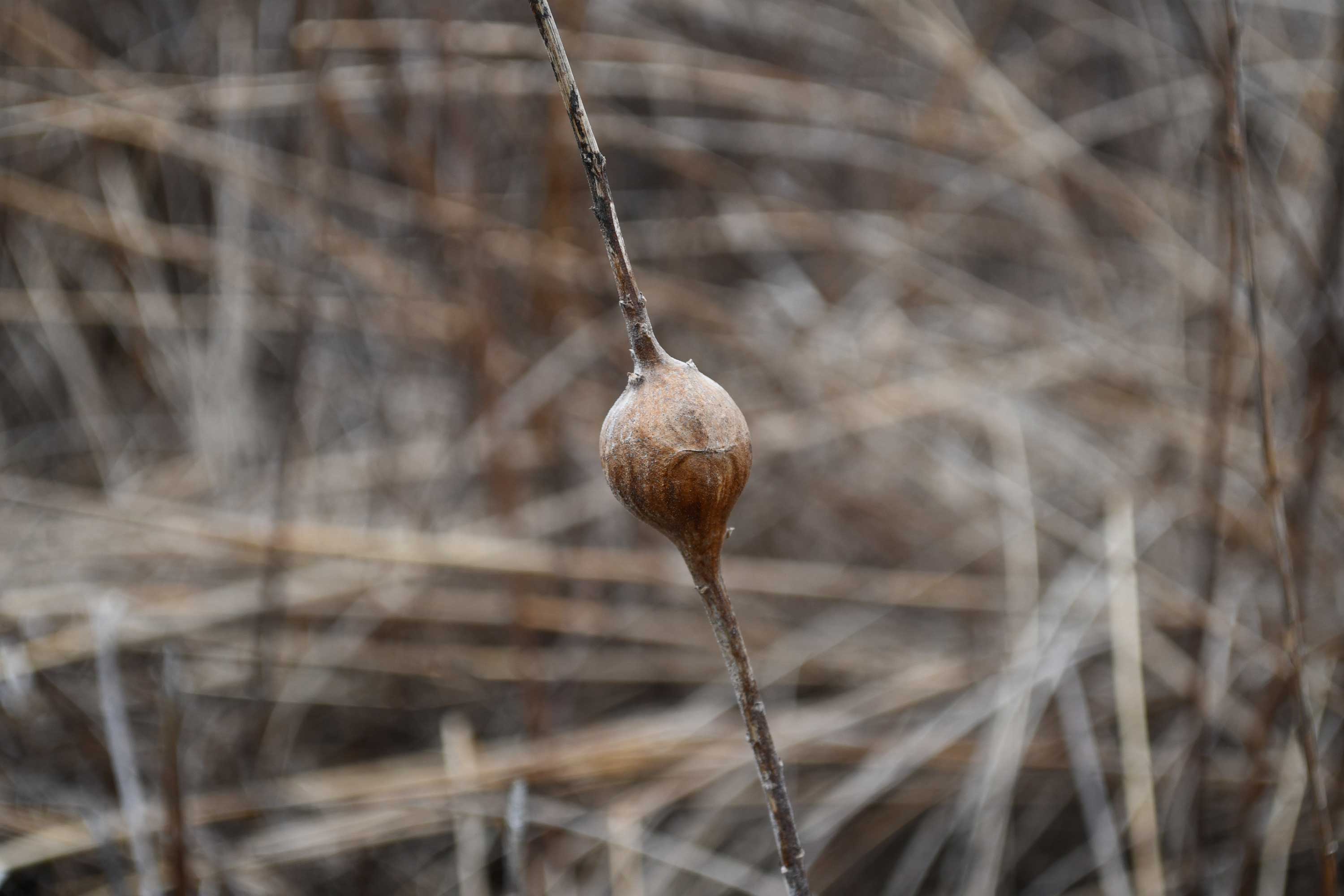 A gall on goldenrod.