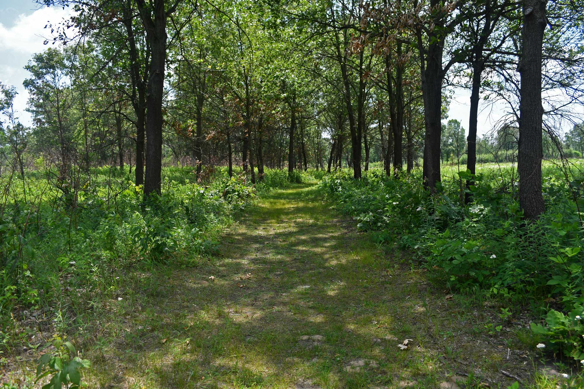 Grass trail lined with trees and vegetation.
