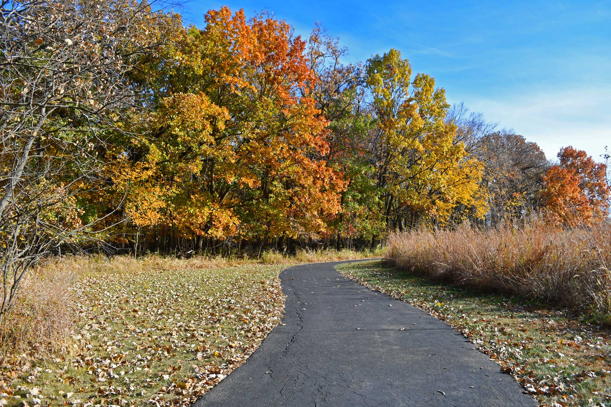 Paved trail lined with grasses, vegetation, and fall colored trees.
