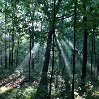 10 reasons to appreciate our trees and forests