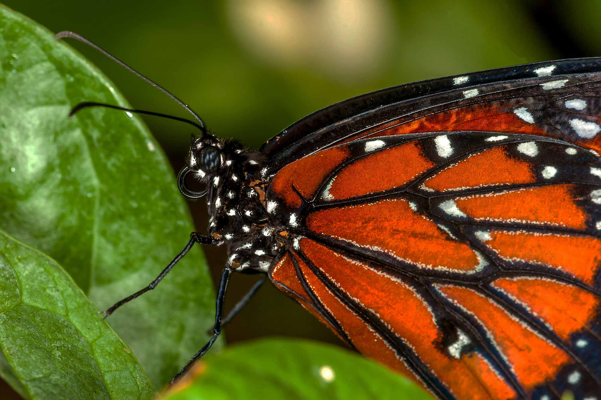Close-up of a monarch butterfly.