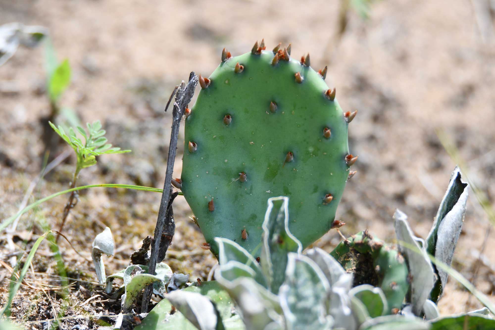 Prickly pear cactus growing our of the ground and sand.
