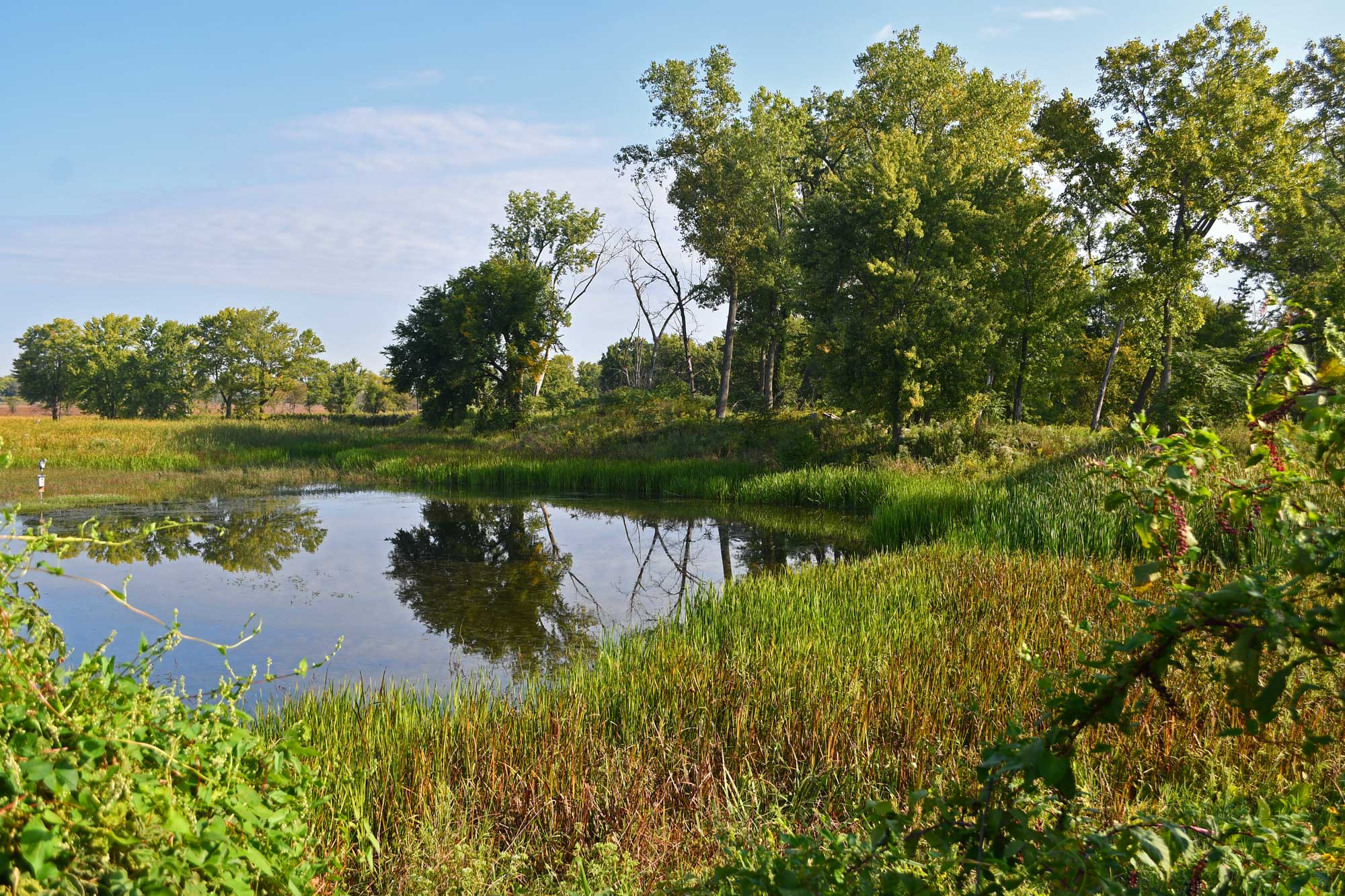 Pond surrounded by prairie with trees in the background.