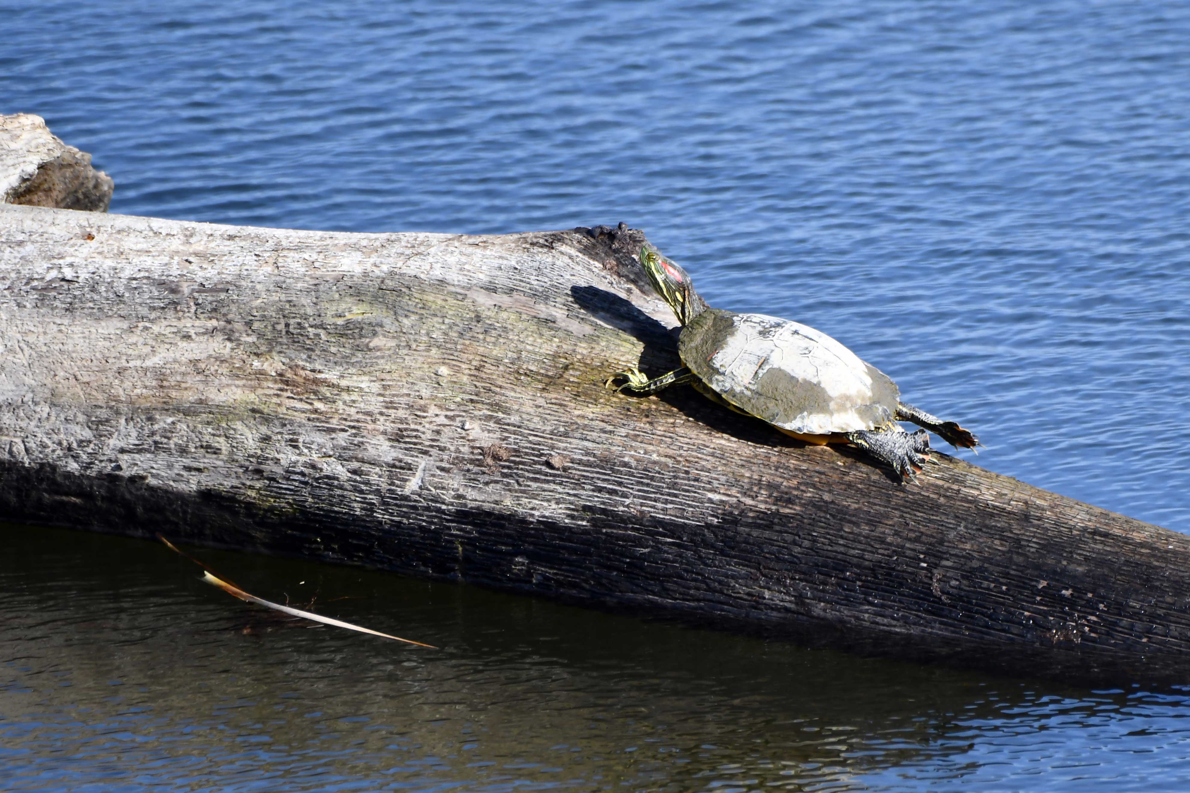 Turtle-Whalon-Lake-Glenn_P_Knoblock-March-2025_3377.jpg
