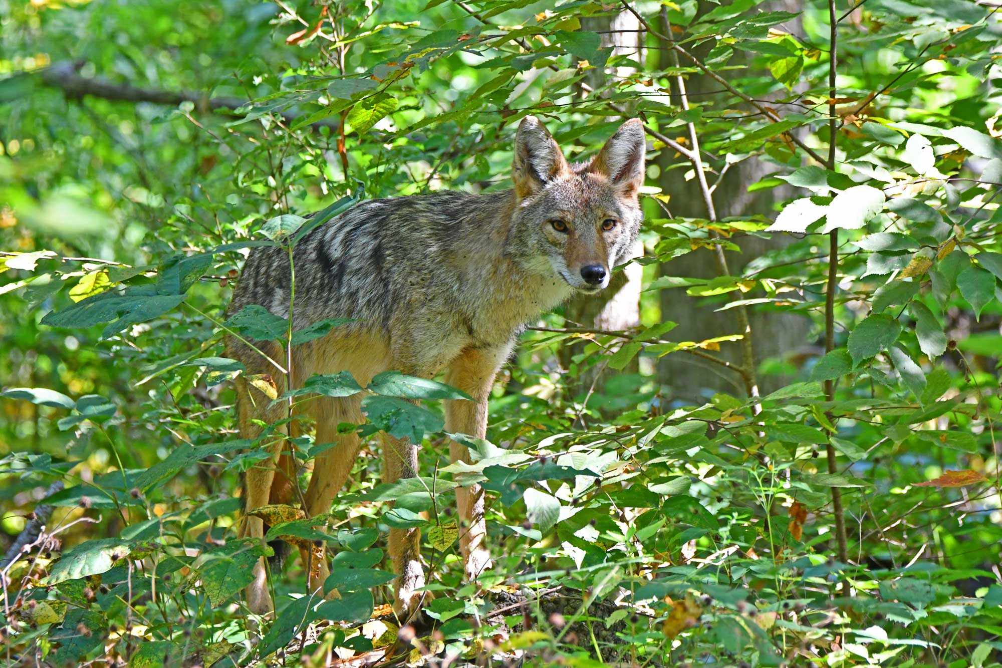 A coyote standing in vegetation.