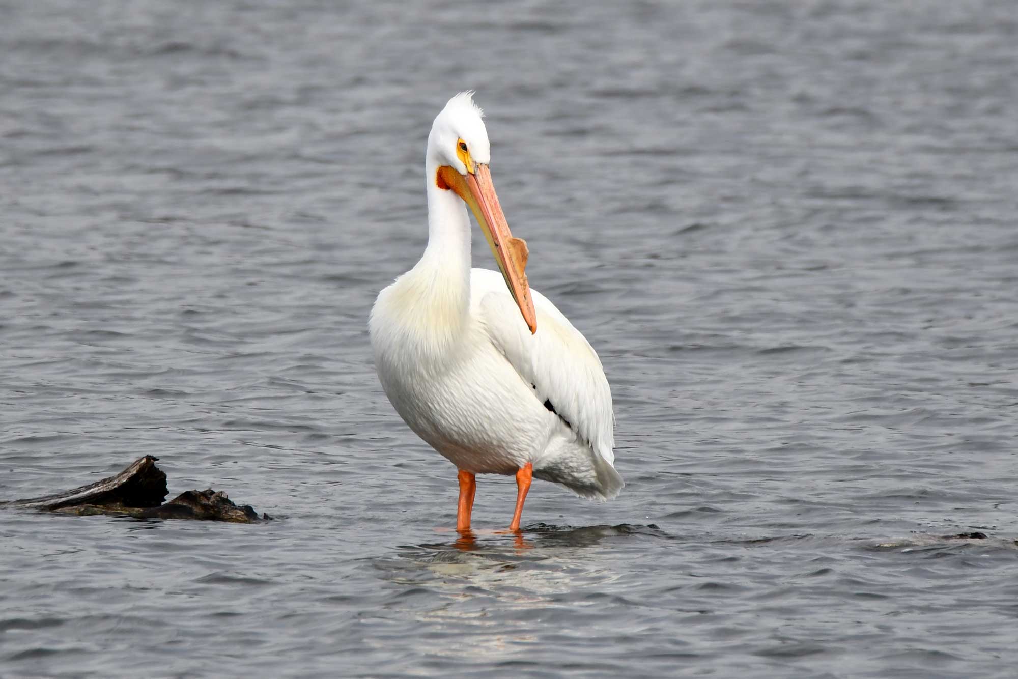 American white pelican standing in water.