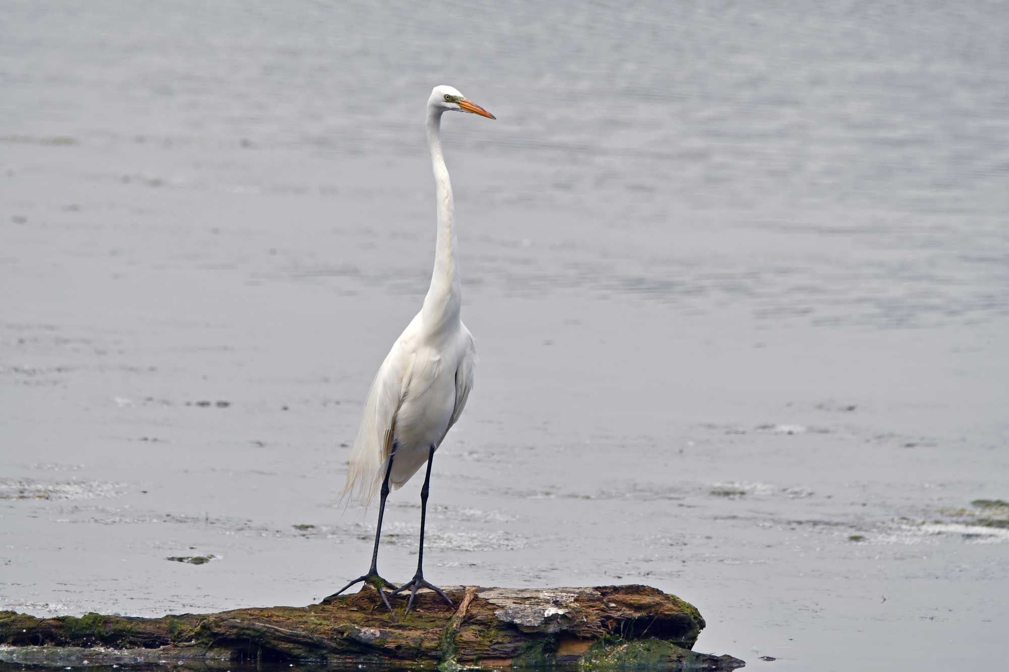 Great egret standing on a fallen tree in the water.