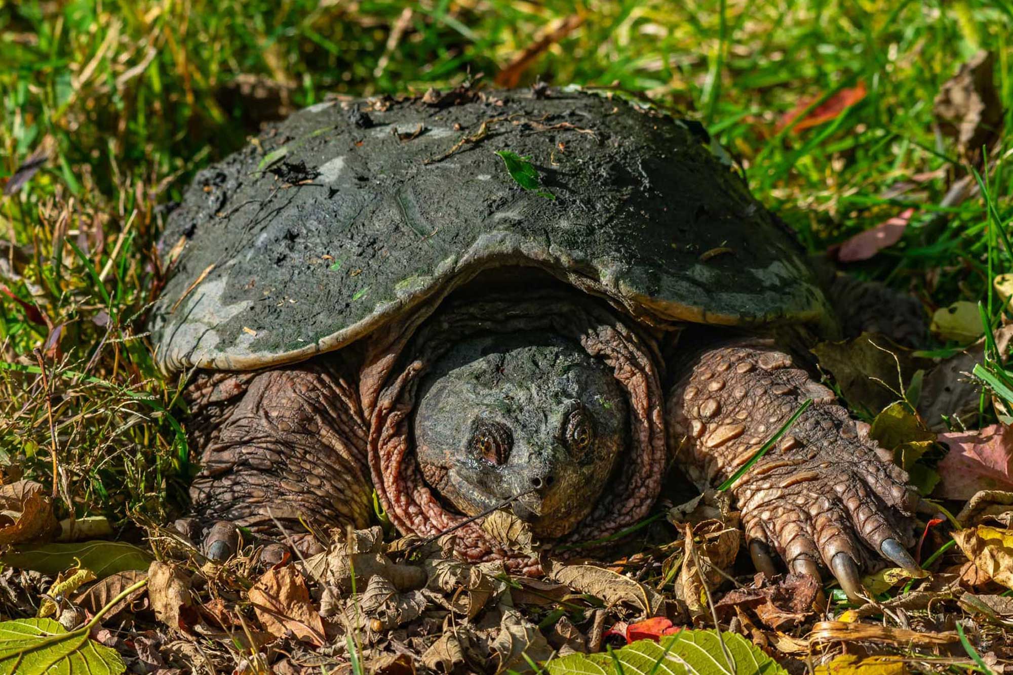 Snapping turtle sitting in grass.