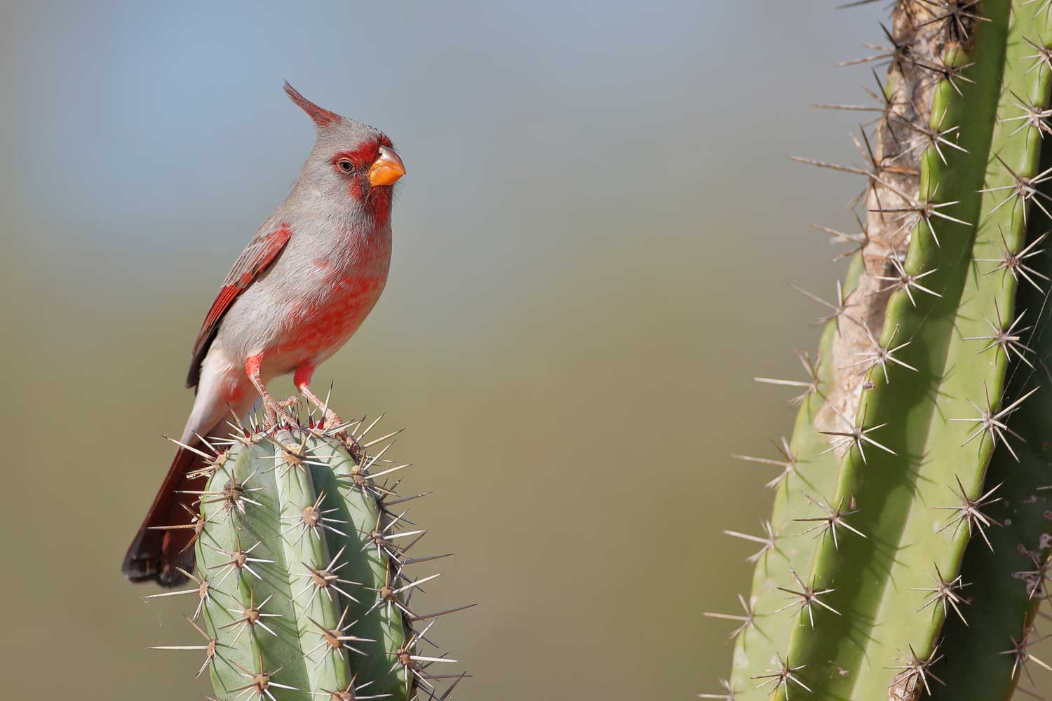 A gray bird with red highlights perched atop the arm of a cactus covered in spines. 
