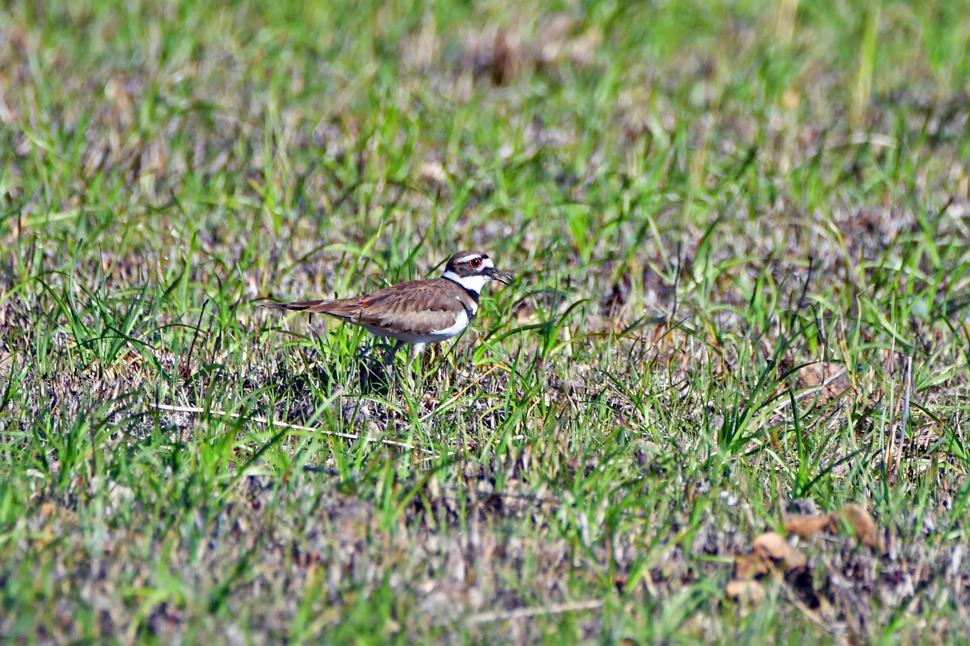 Killdeer standing in grasses.