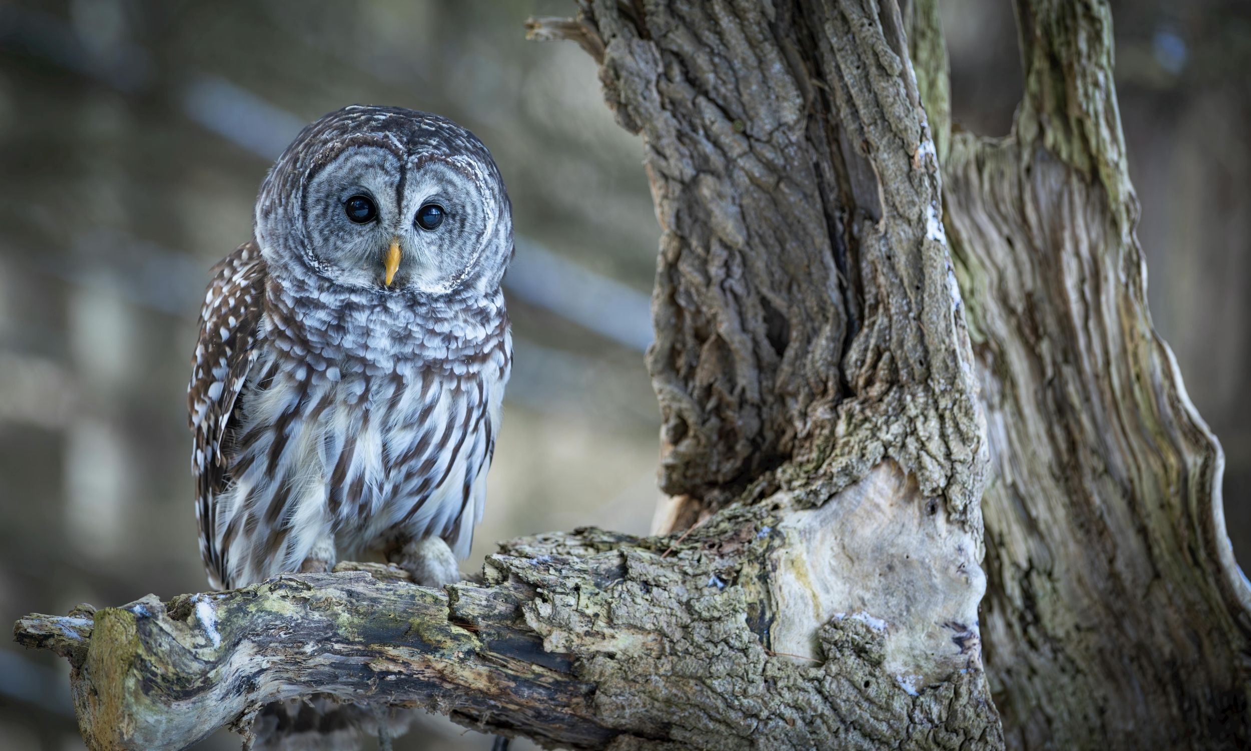 A barred owl on a branch with leafless branches in the background.