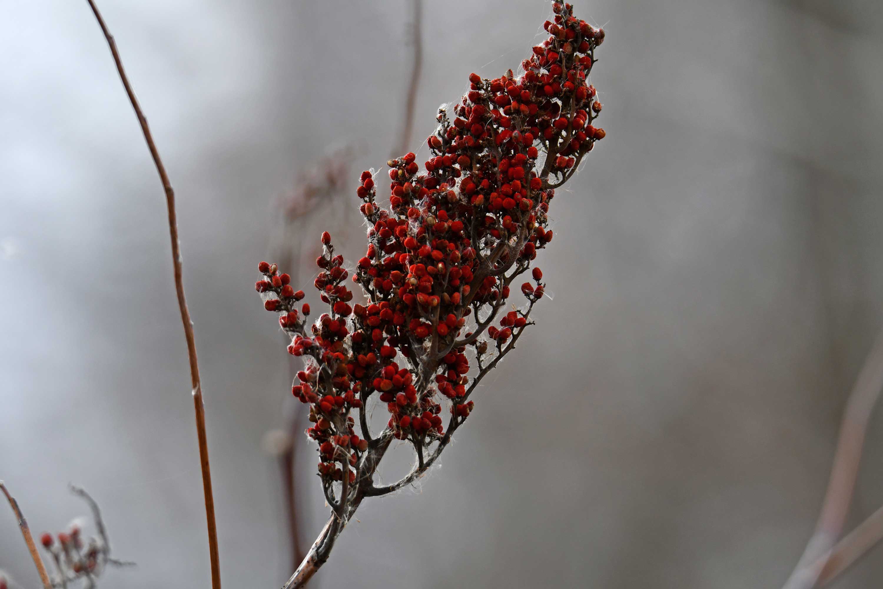 Bright red seed pods of sumac.