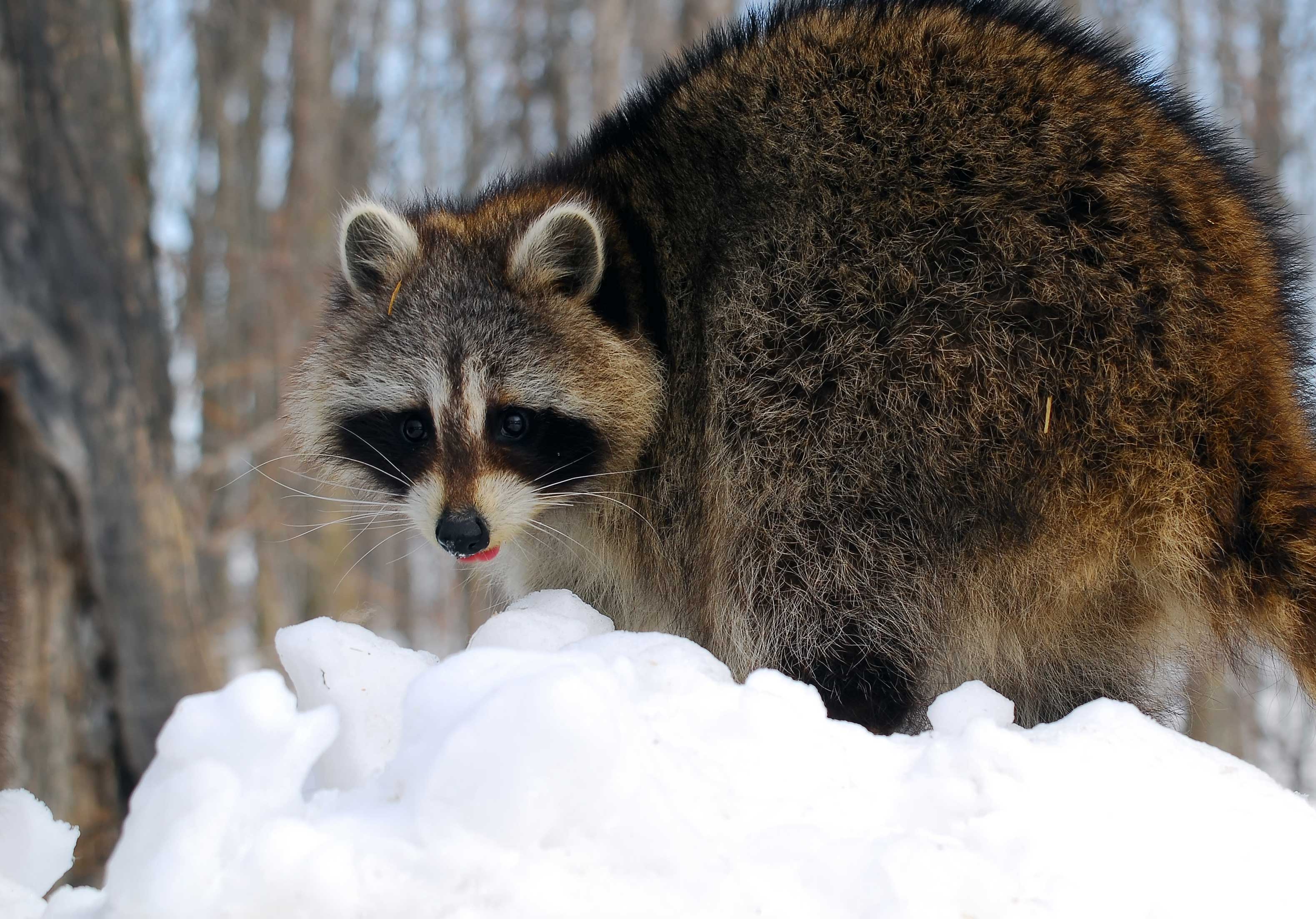 A raccoon with its tongue out on a pile of snow.