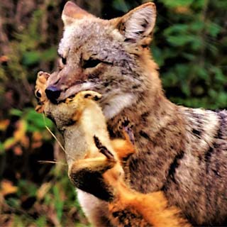 Fabulous feasts: 10 jaw-dropping photos of hungry wildlife