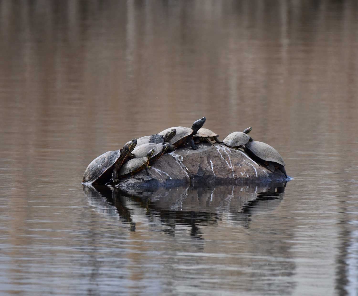 A group of about 10 turtles crowded on a large rock emerging from the water.