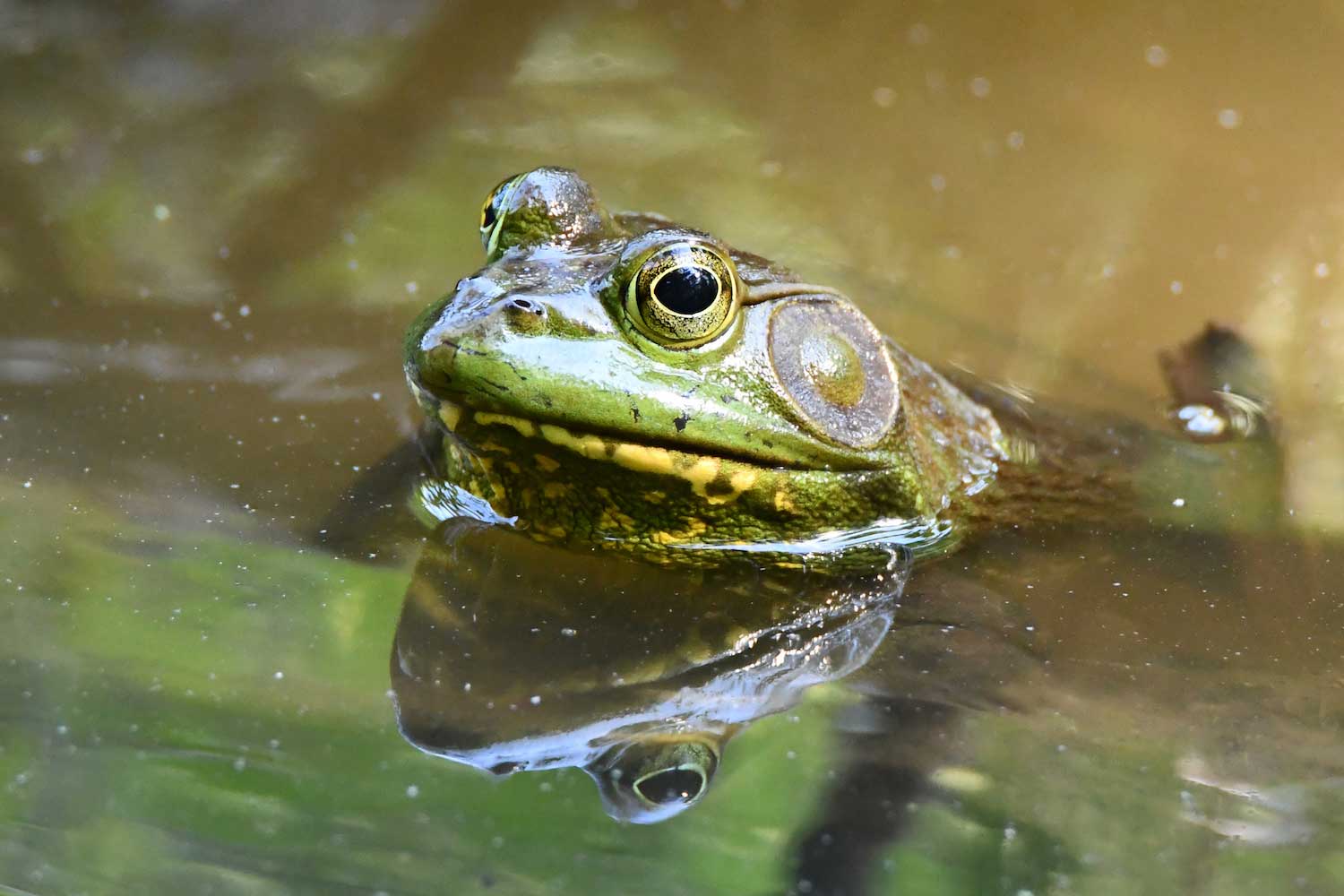 A bullfrog in the water, with its head extended above the water. 