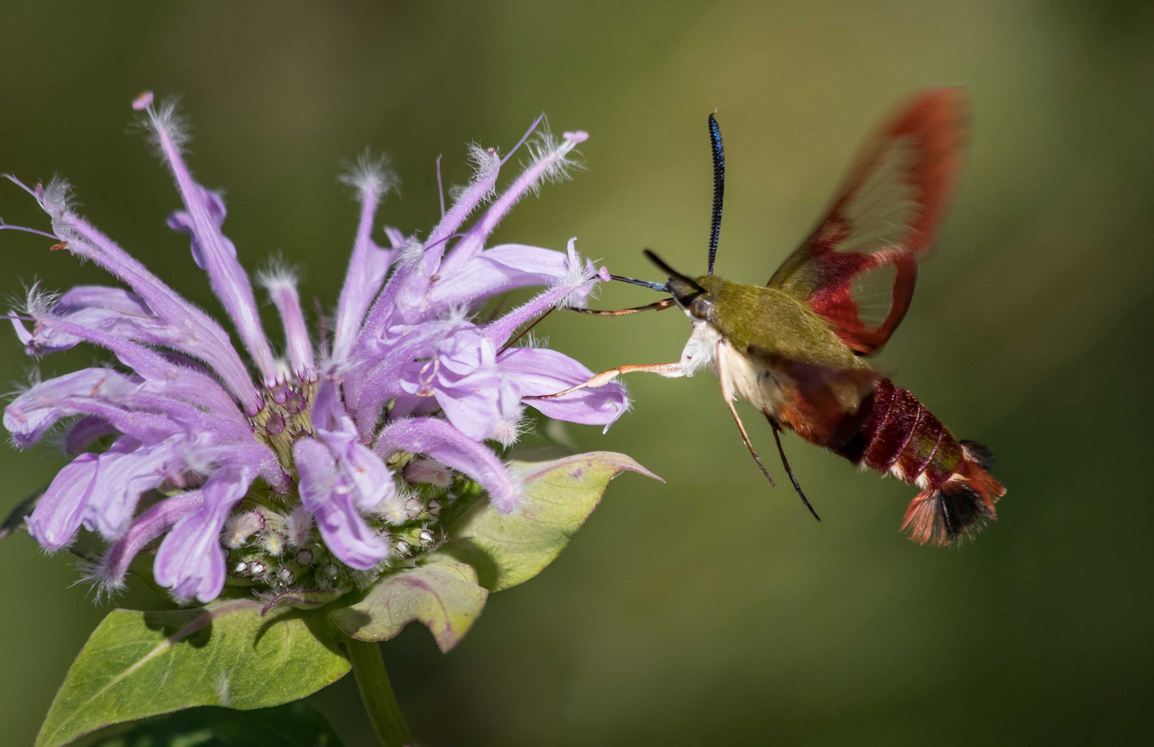 A hummingbird moth sipping nectar from a flower.