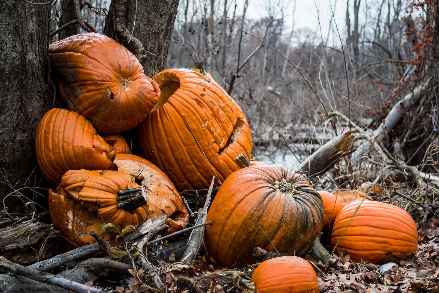 Don't pitch your pumpkins after Halloween; put them to good use instead