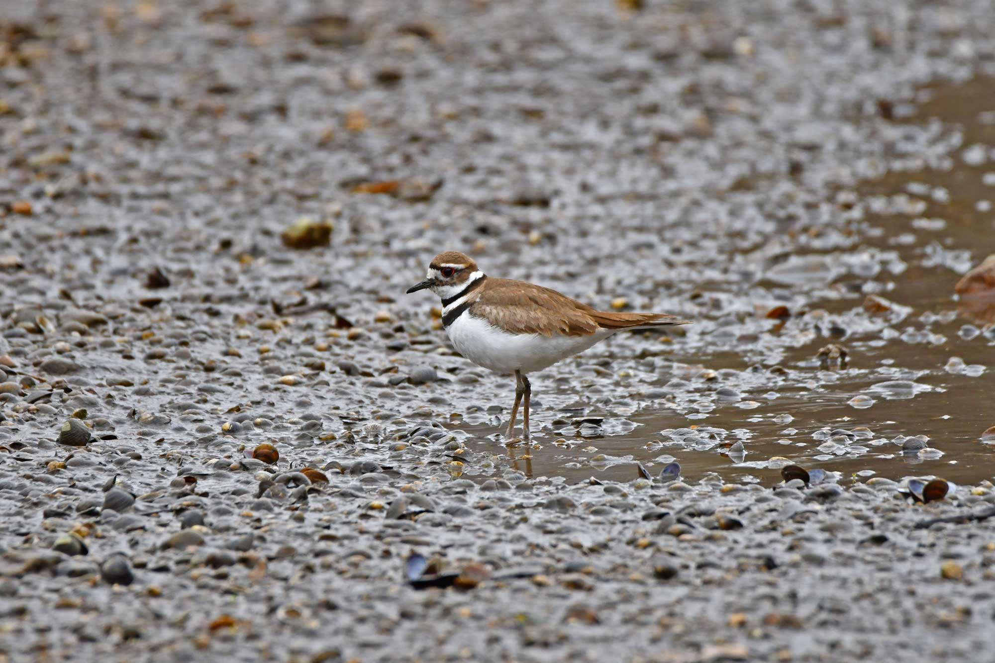 Killdeer standing in mud and water.