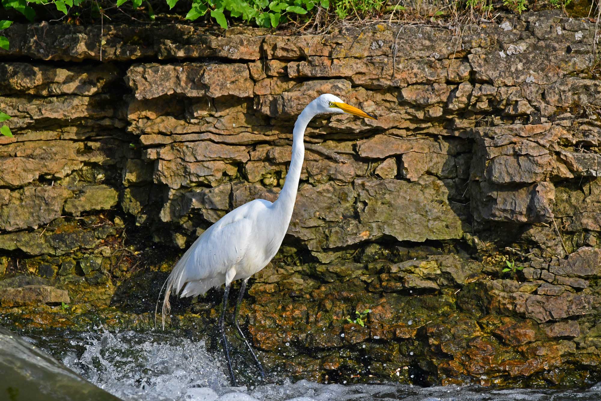 Great egret standing in water with a stone wall in the background.