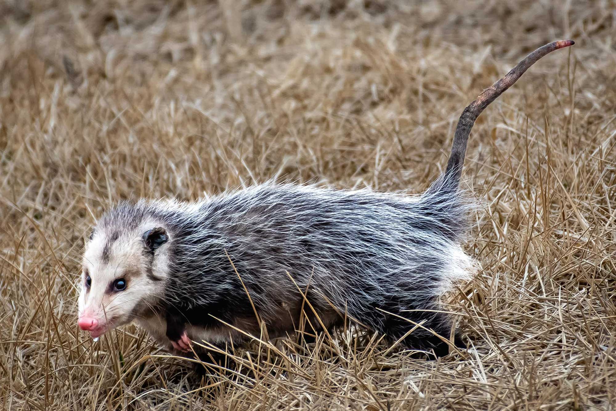 Opossum walking through vegetation.