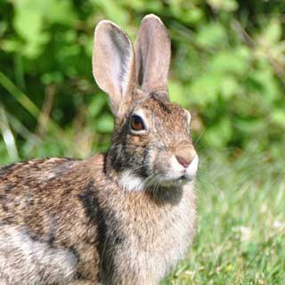 The bottom line on animals eating feces