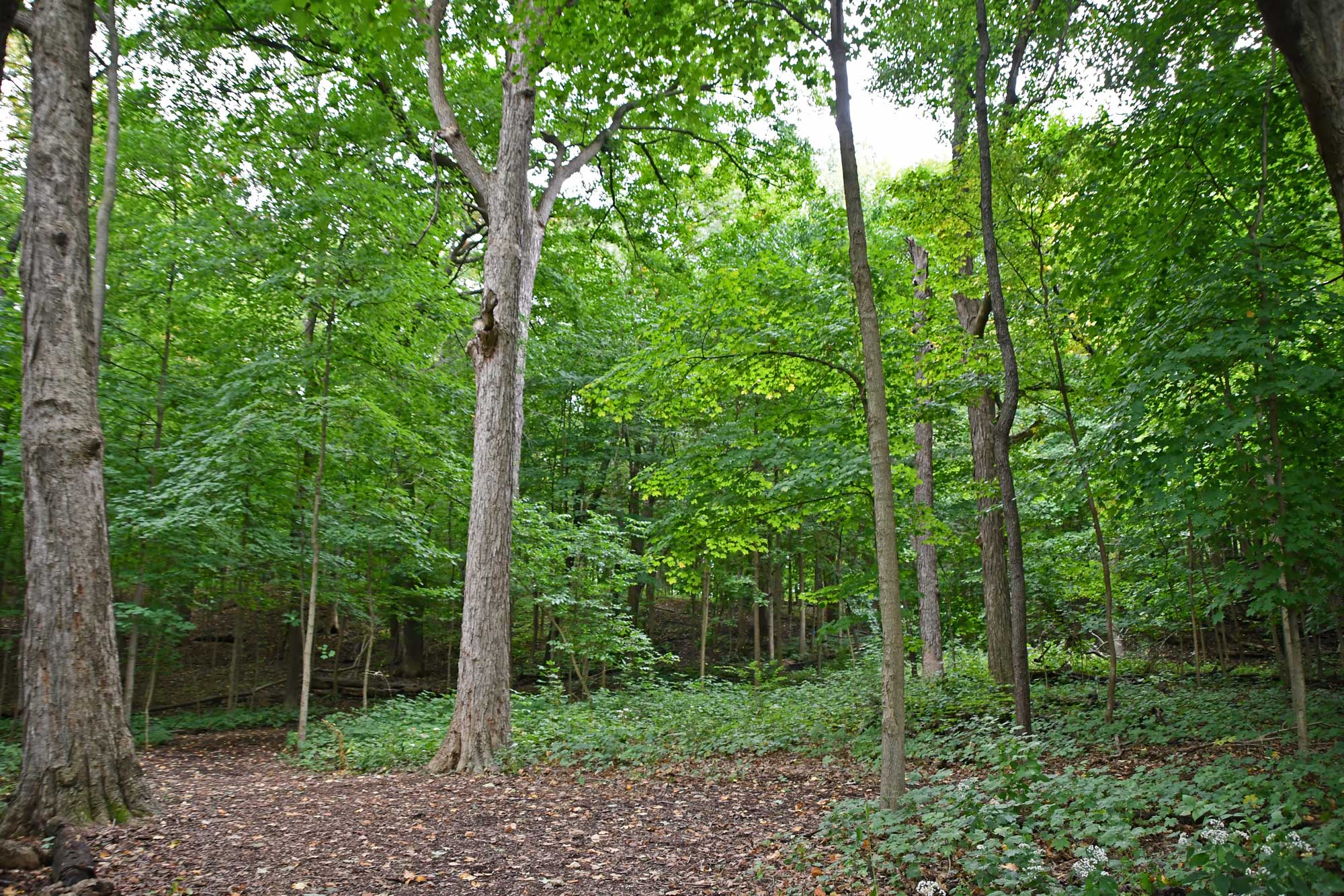 Natural trail with trees in the background.