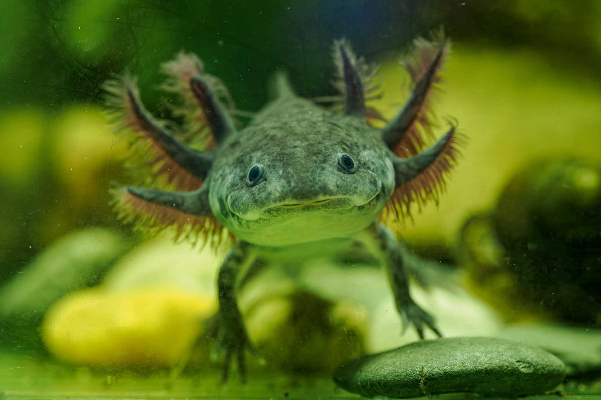 Wild Relatives: The axolotl