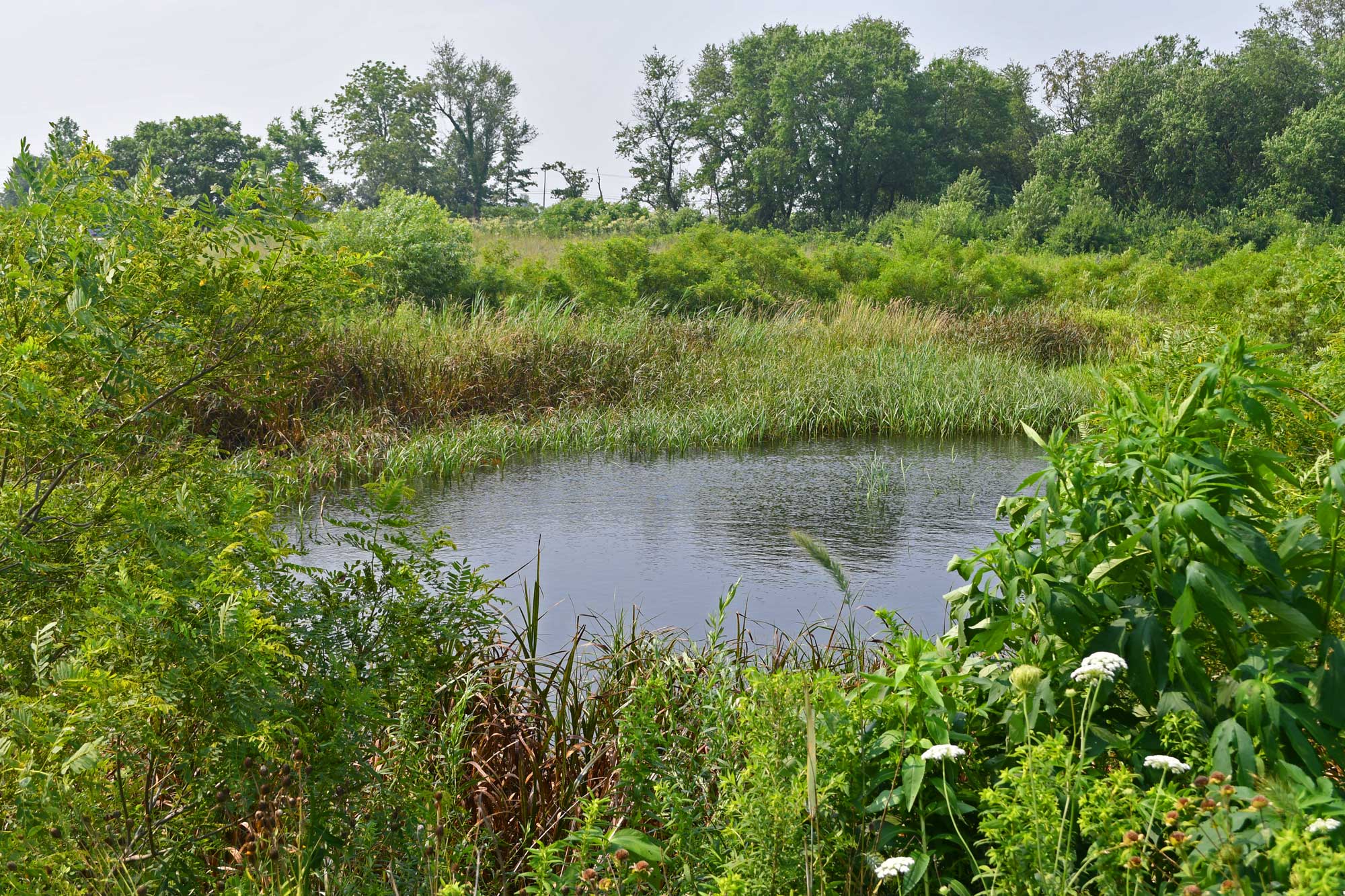 Wetland area surrounded by grasses, vegetation, and trees.