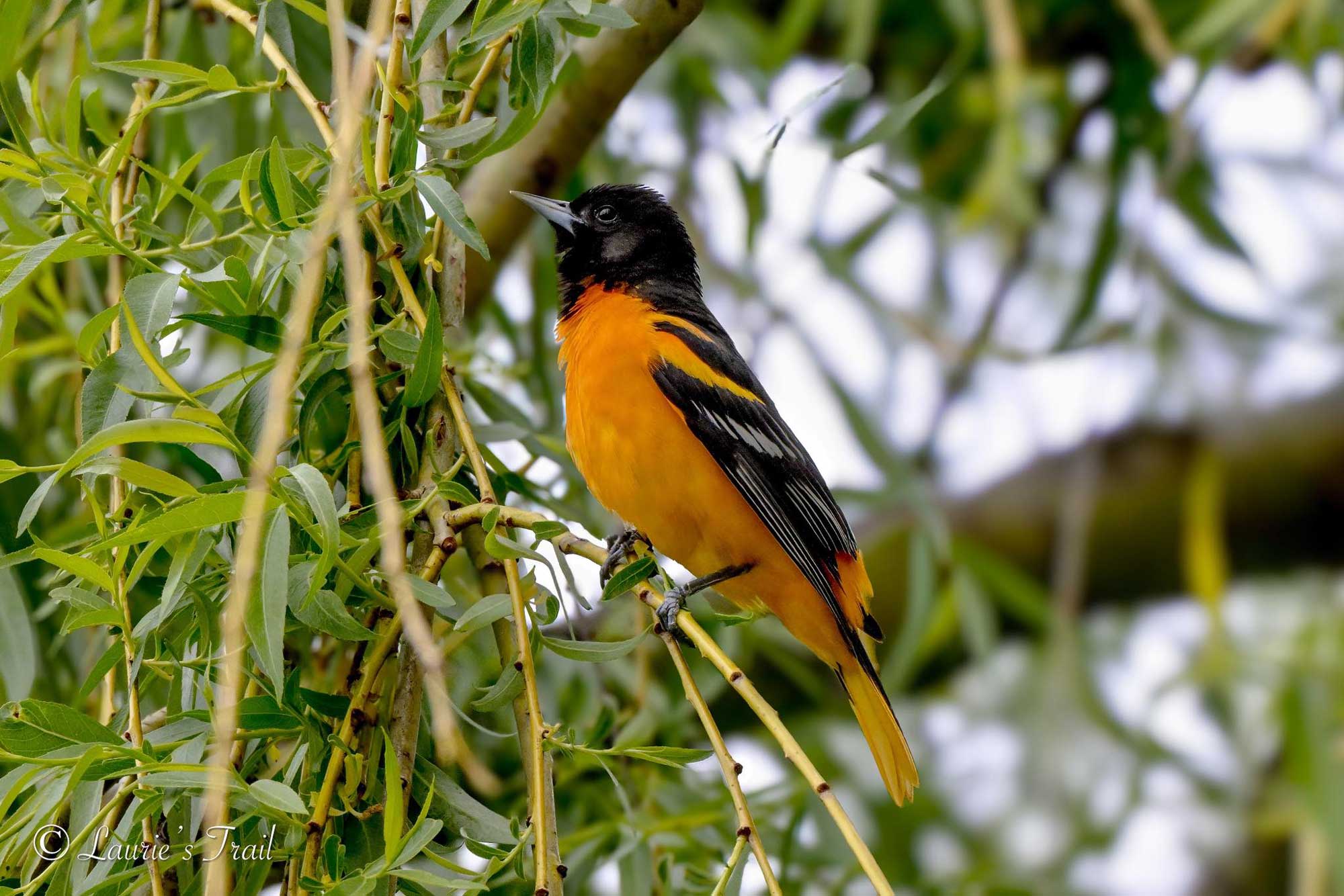 Baltimore oriole perched on a branch with leaves and trees in the background.