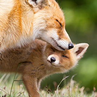Amazing animal moms of Will County