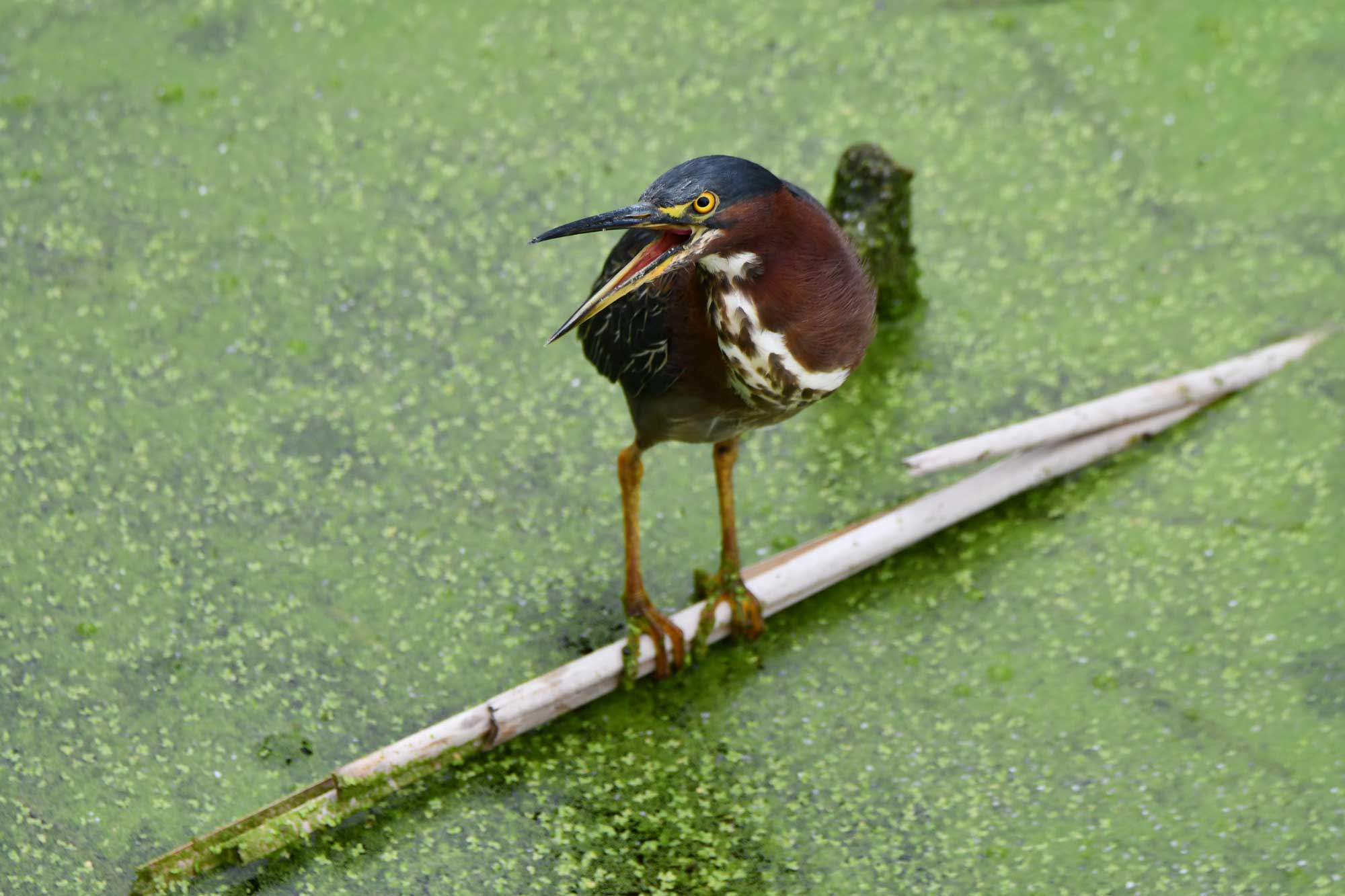 Green heron standing on piece of vegetation in the water.