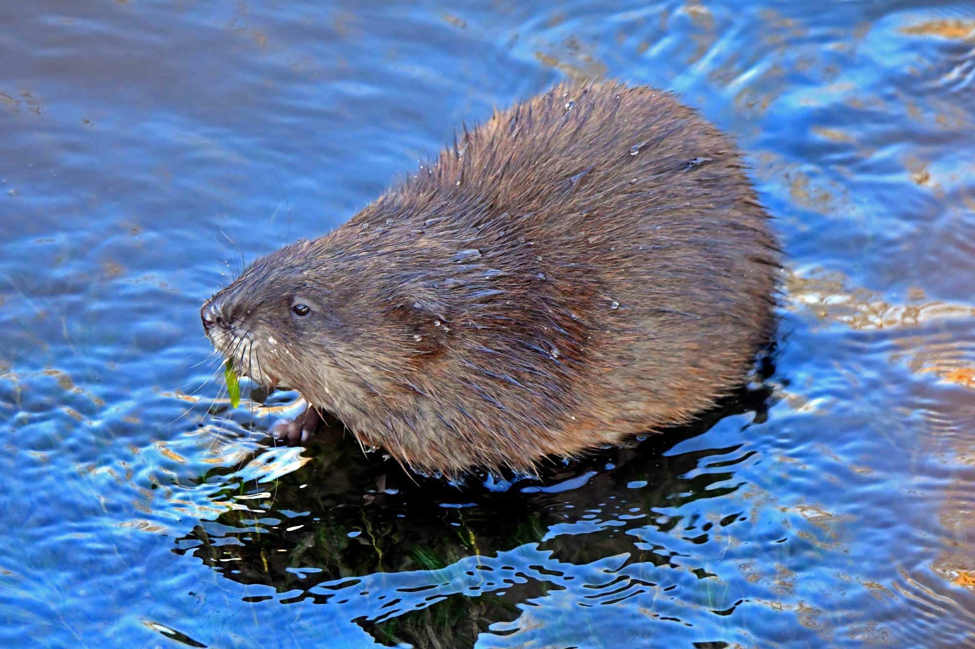 Muskrat sitting in the water chewing on vegetation.