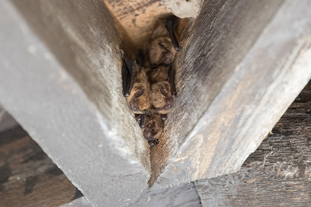 The bats of Will County