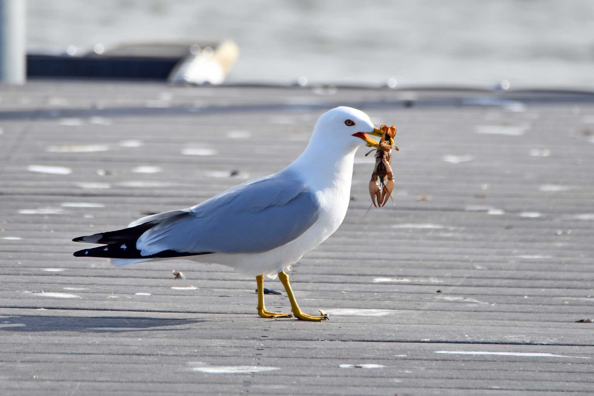 Ring-billed gull standing on a dock with a cray fish in its beak.