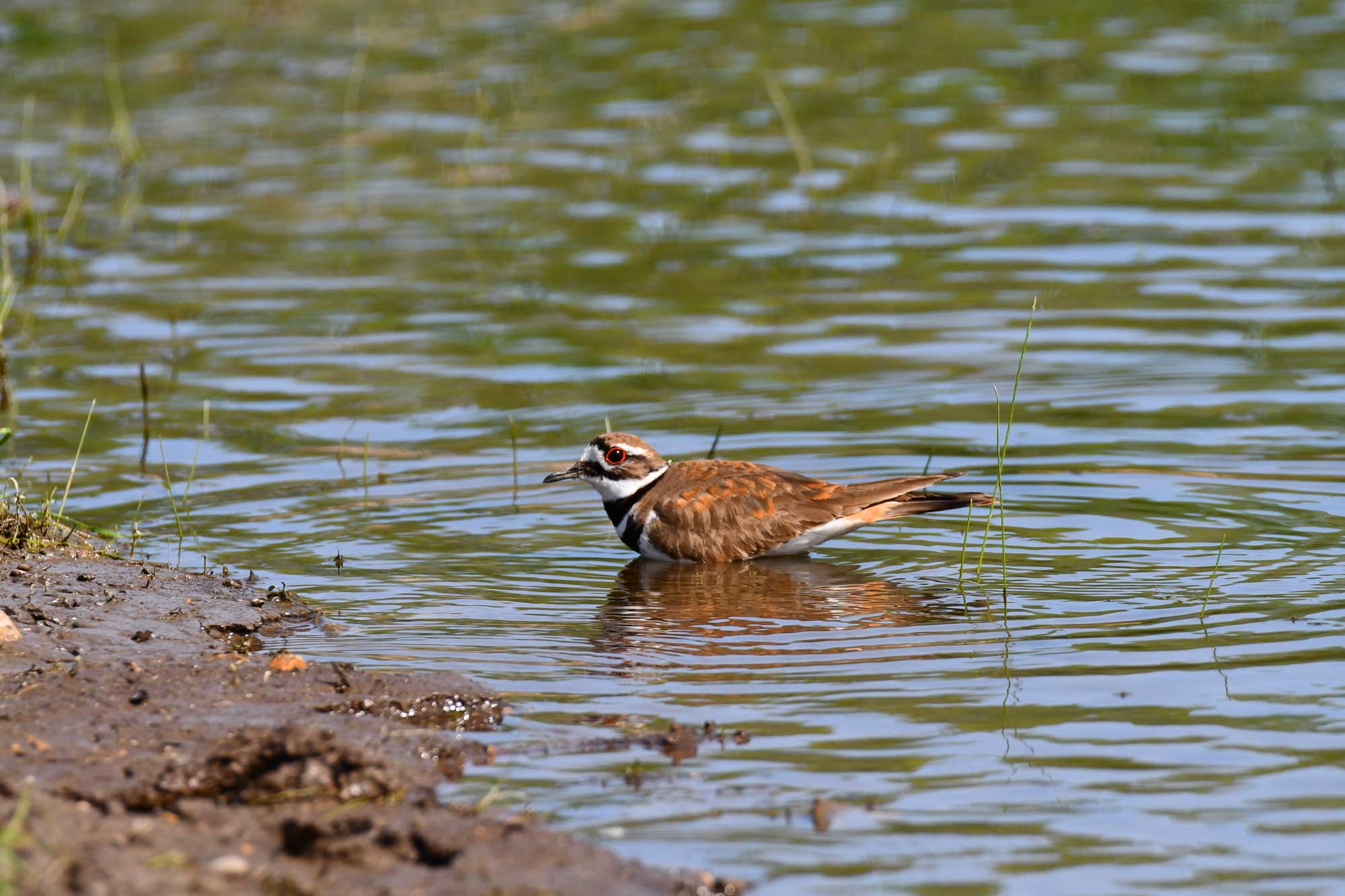 Killdeer standing in water.