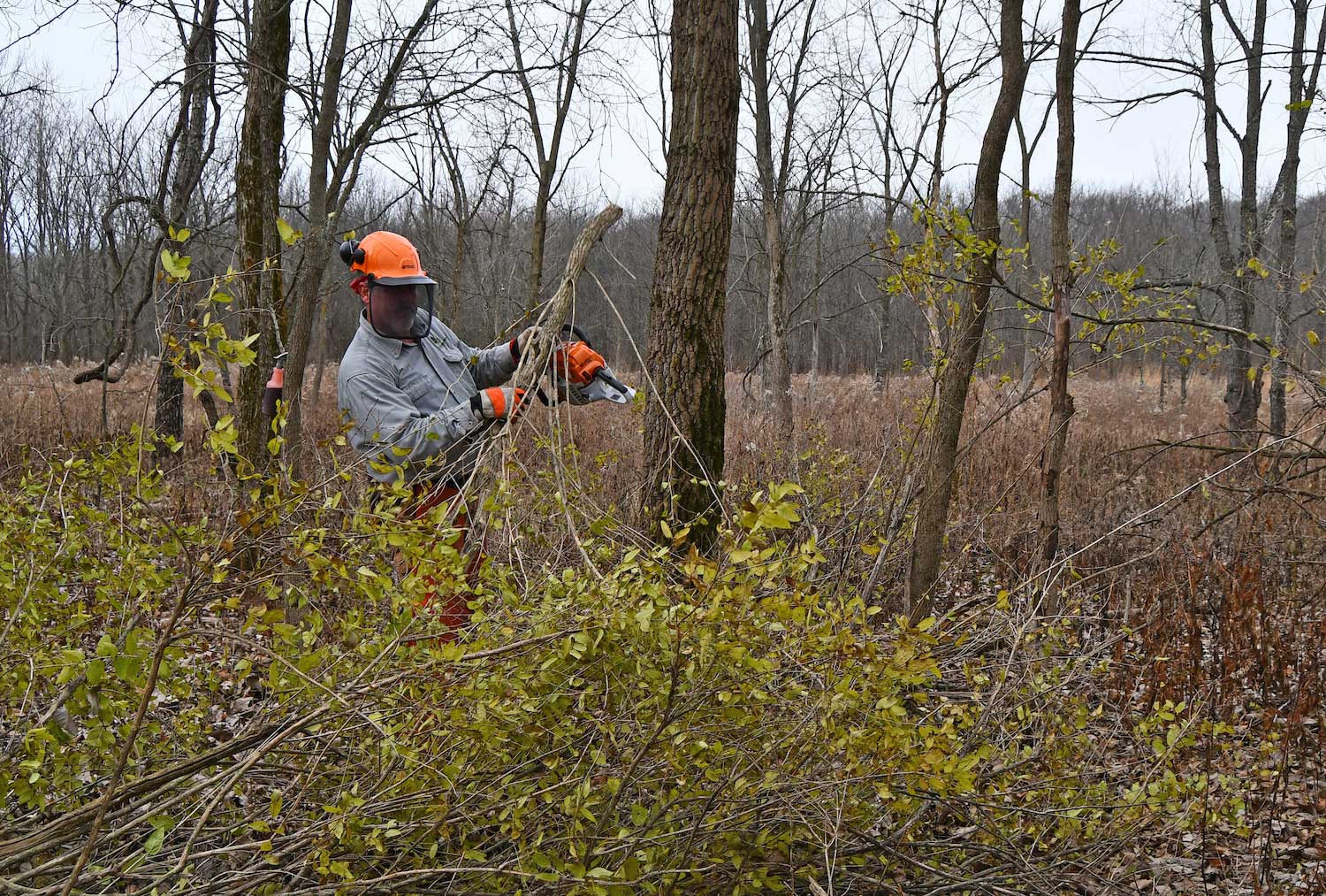 A person in protective gear planing branches onto a brush pile. 