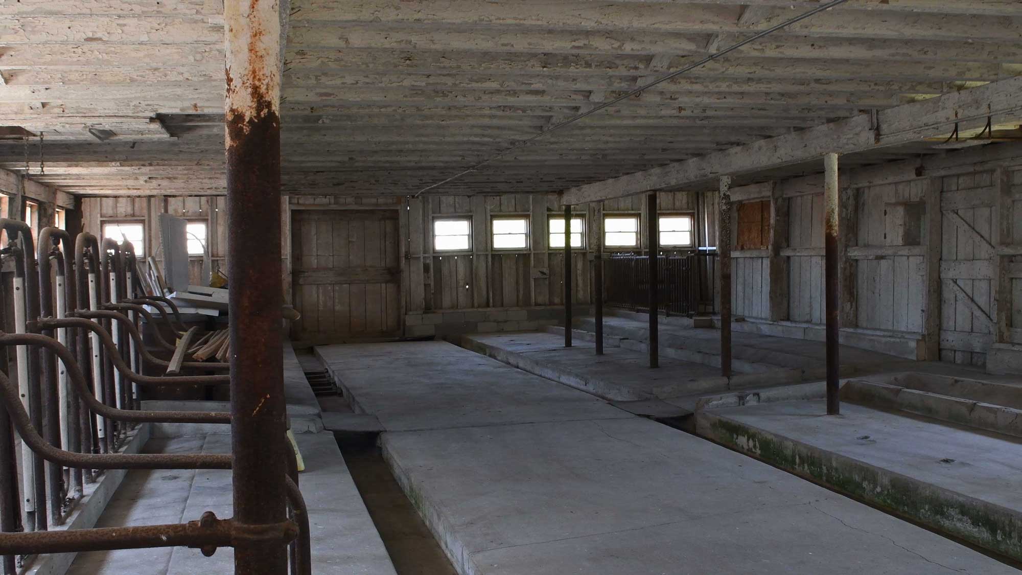 Milking barn with numerous stalls.