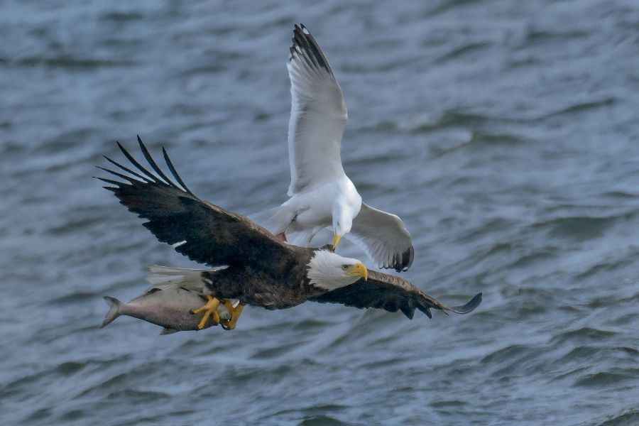 Fish fight: action-packed eagle pic wins March photo contest