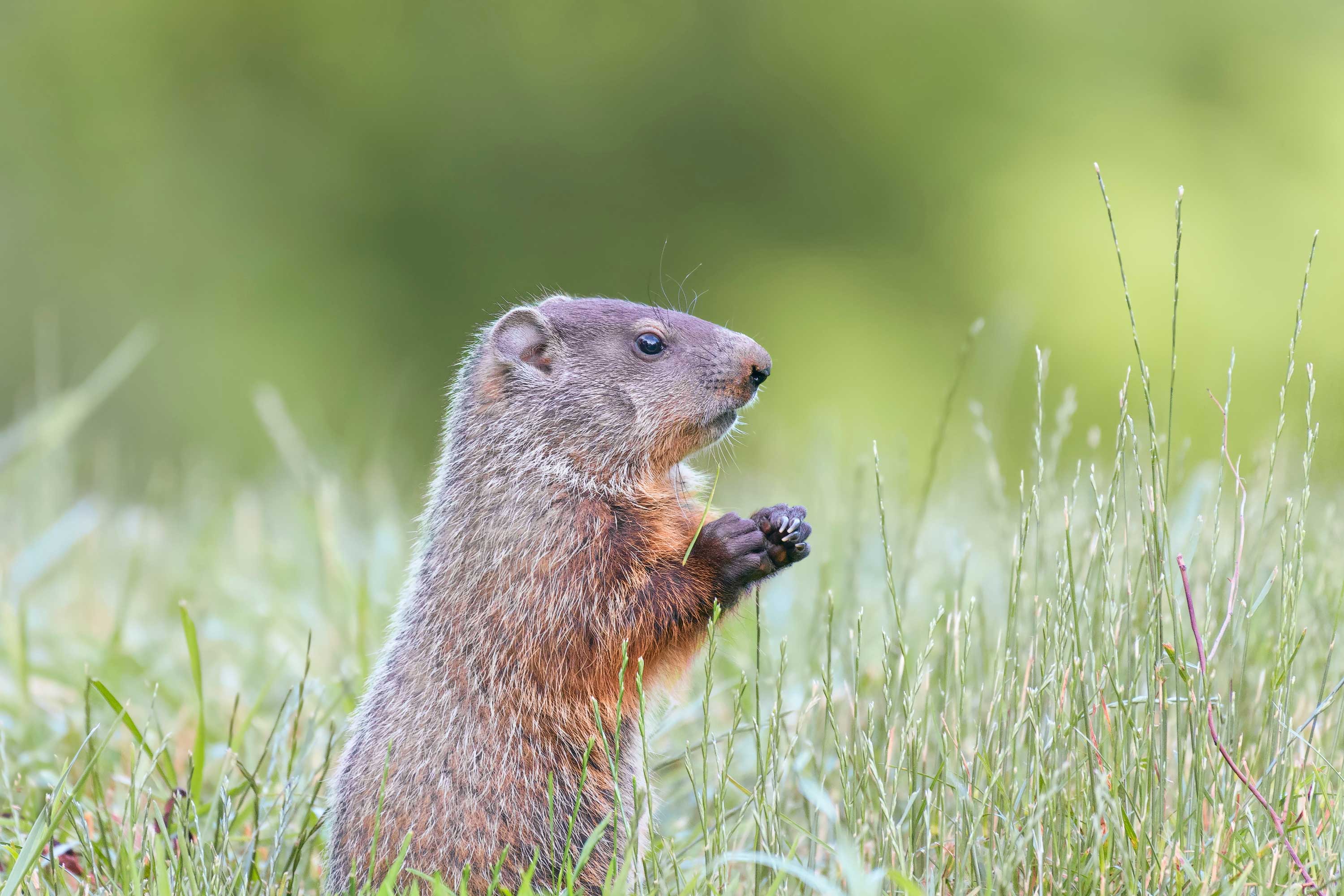 A groundhog poking its head out from behind a log.
