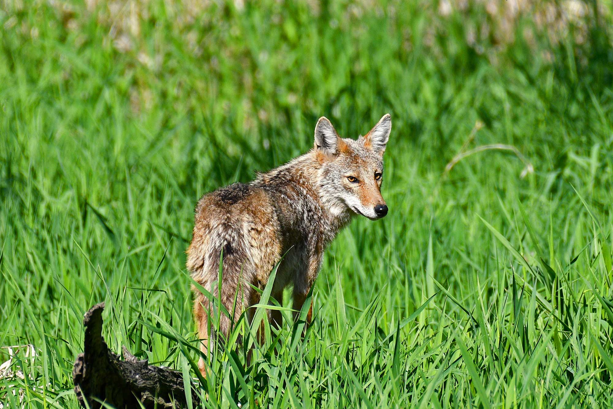 Coyote standing in tall grasses.