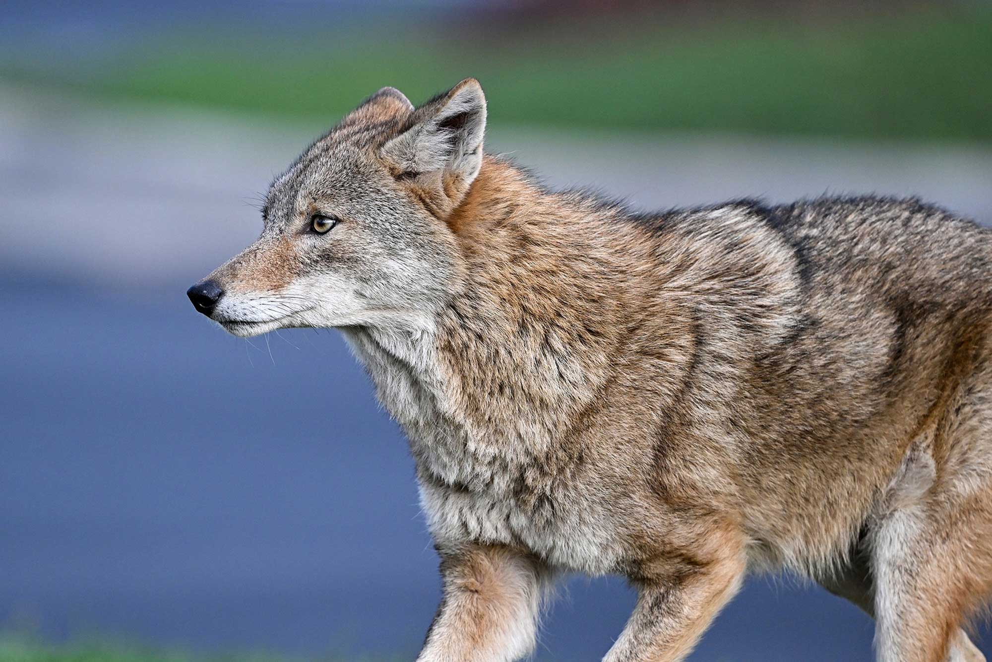 Close up of a coyote.
