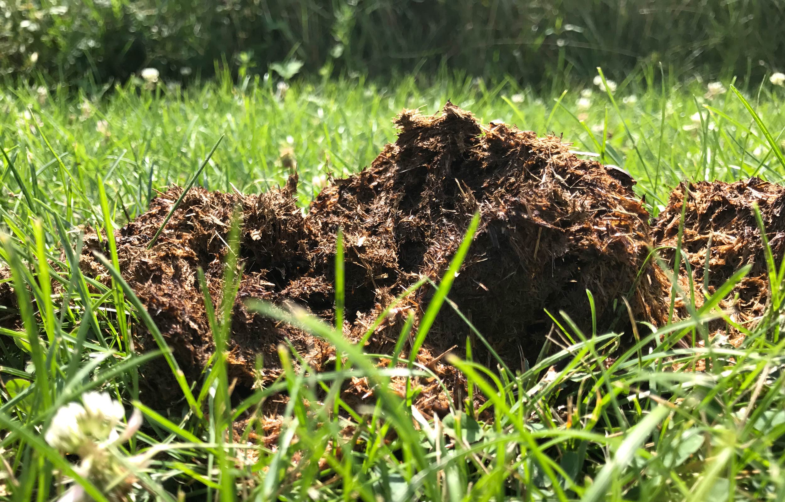 Horse scat.