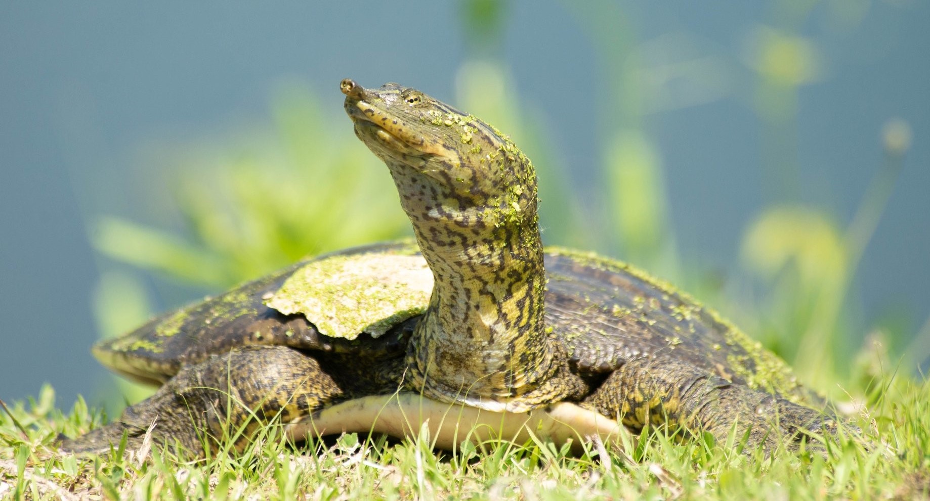 Close-up of a spiny softshell turtle.