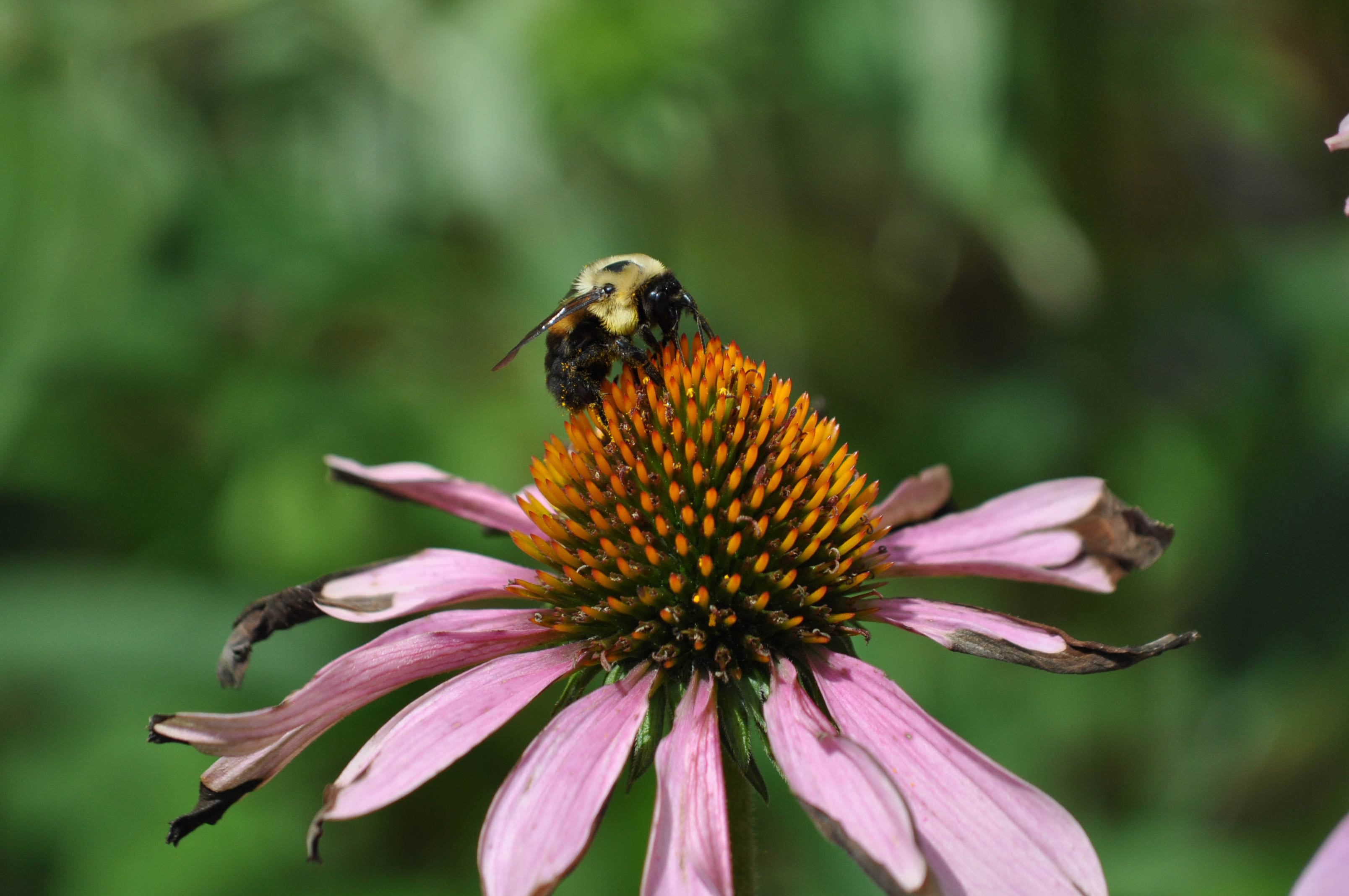 Bee-Purple-Coneflower-Sugar-Creek-Preserve-Glenn_P_Knoblock-July-2017_0012.jpg