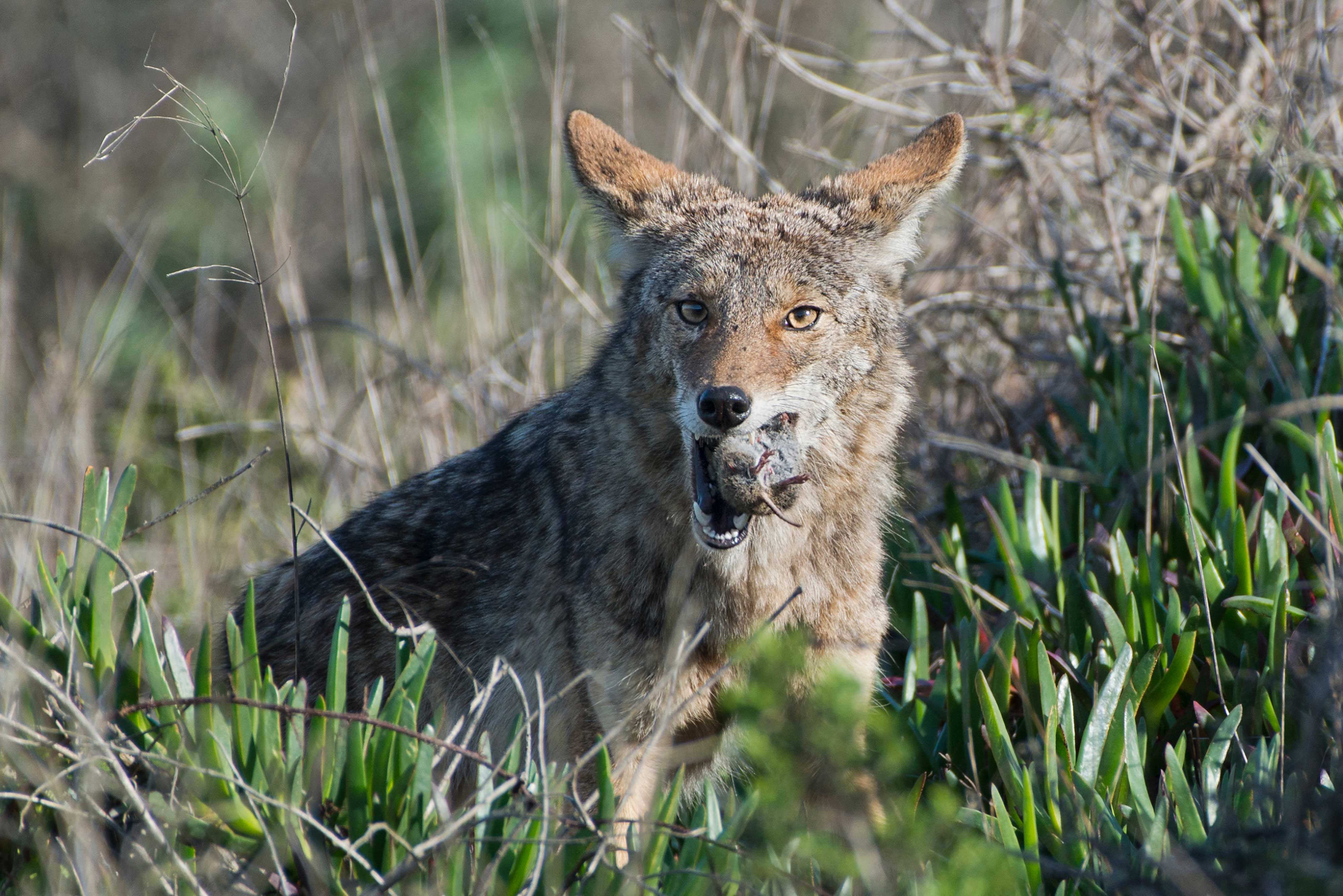 coyote-eating-shutterstock.jpg