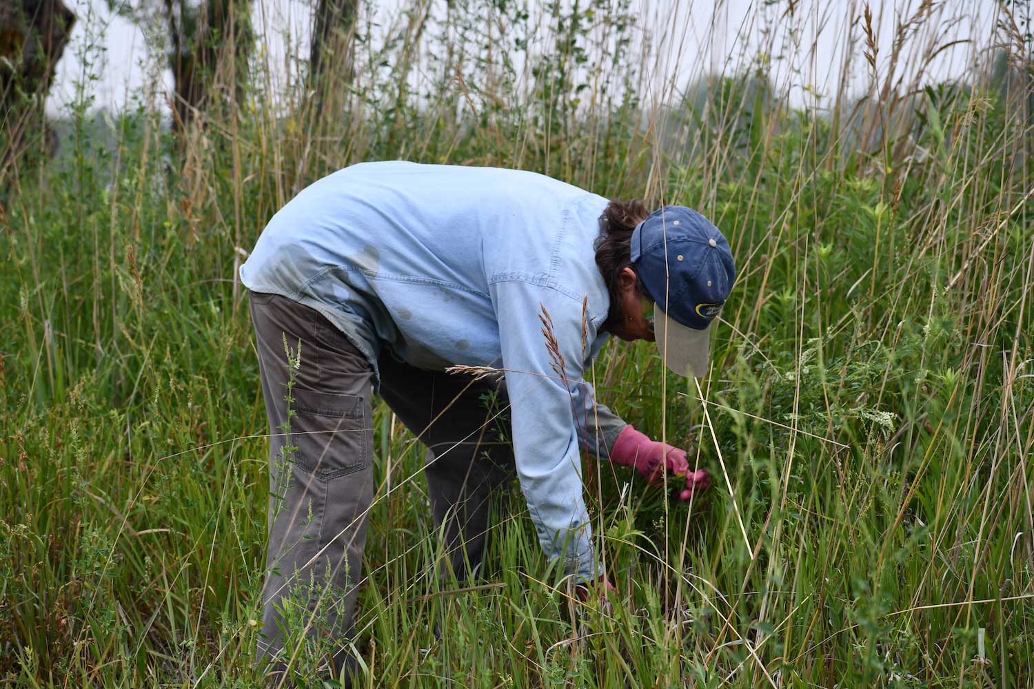 A person bent over while working in tall grasses.