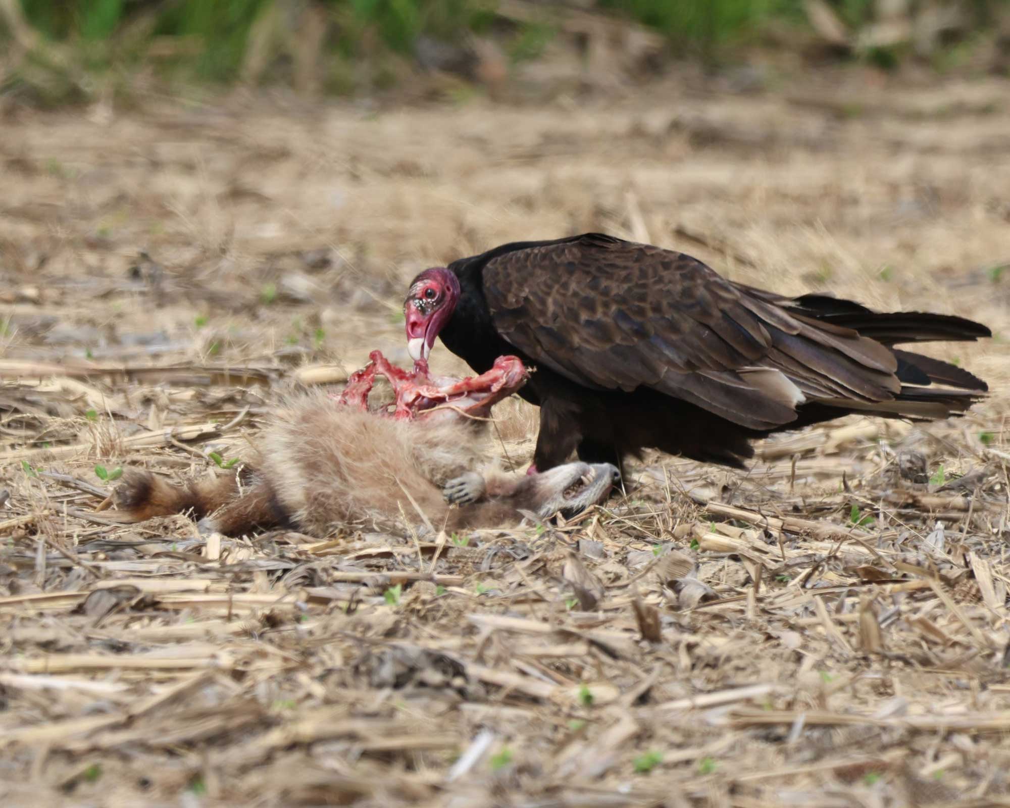 Turkey vulture picking apart a raccoon.