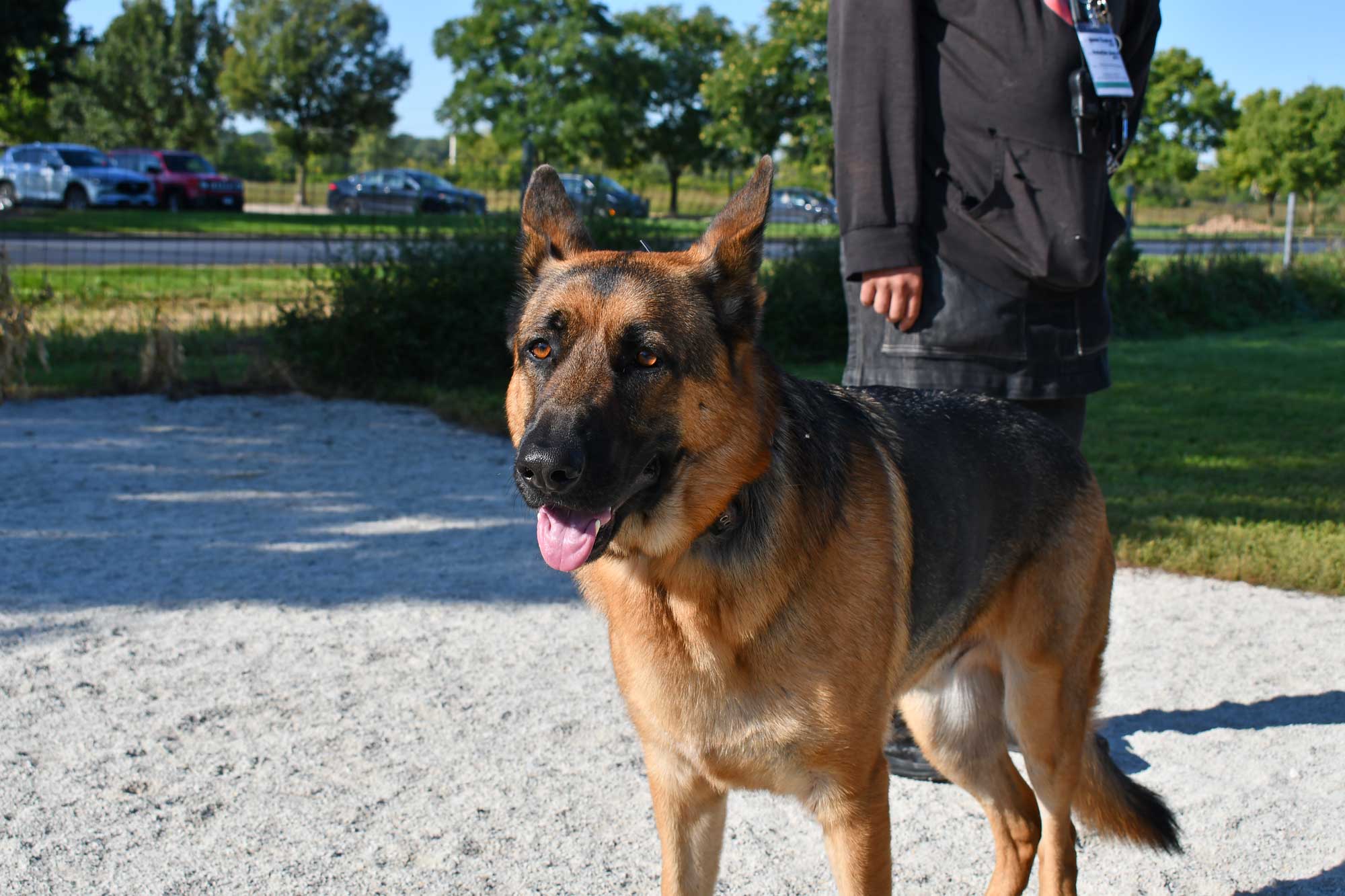 Dog standing in front of a person while in a dog park.