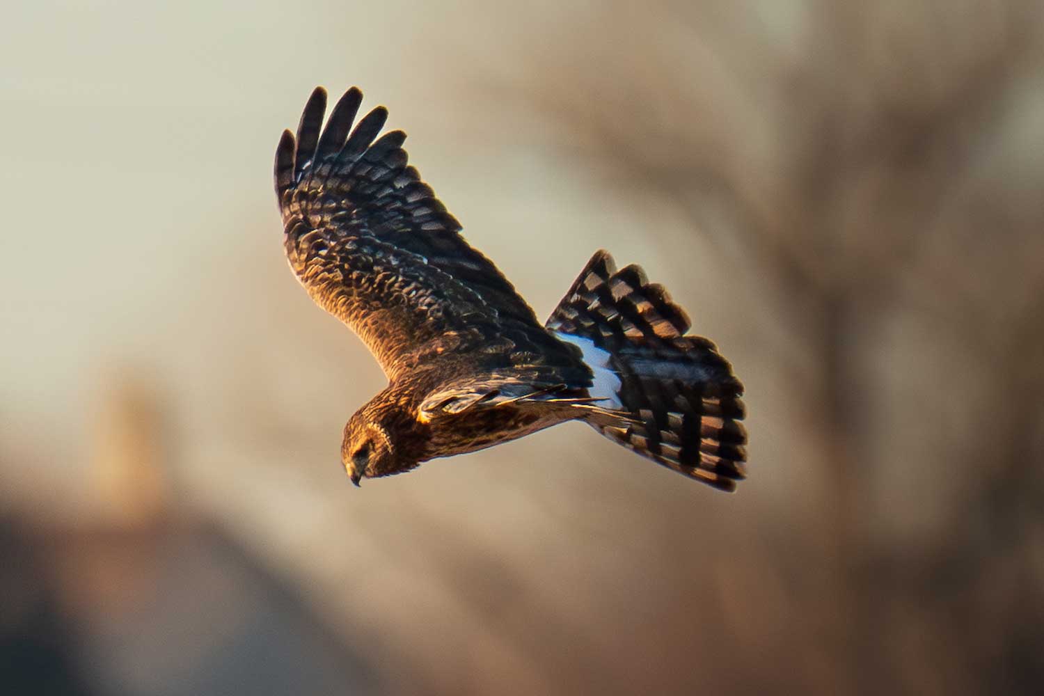 Meet the northern harrier, a hawk with owl-like skills